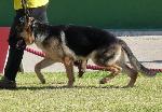Cães
