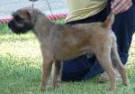 Cães