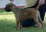 Cães