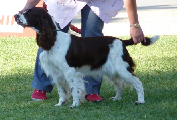 English Springer Spaniel