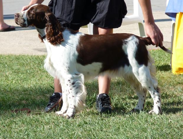 English Springer Spaniel