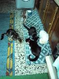 Cães e gatos