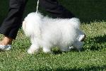 Cães