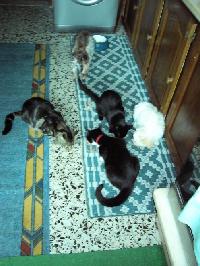 Gatos e cães