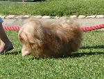 Cães