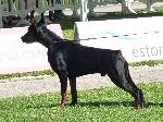 Cães