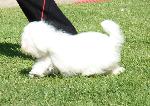 Cães