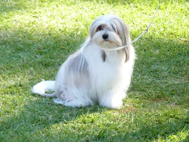 Pequeno Cão Leão