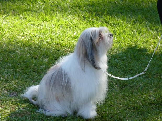 Pequeno Cão Leão