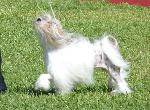 Cães