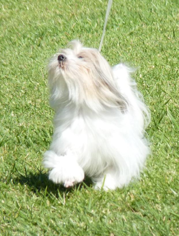 Pequeno Cão Leão