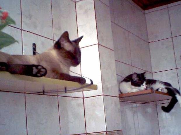 Gatos