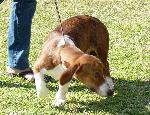 Cães