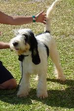 Cães