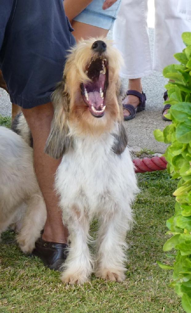 Grand Basset Griffon Vendéen