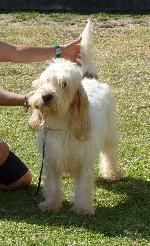 Cães