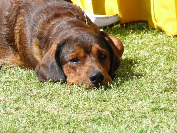 Alpenländische Dachsbracke