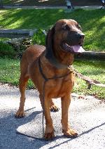 Cães