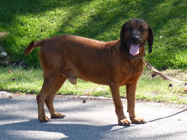 Bayrischer Gebirgsschweisshund