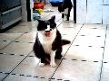 Gato