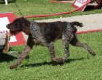 Criadores de cães Deutscher Drahthaar