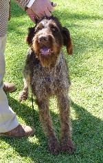 Cães