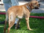 Cães