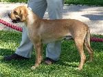 Cães