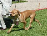 Cães
