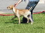 Cães