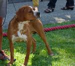 Cães