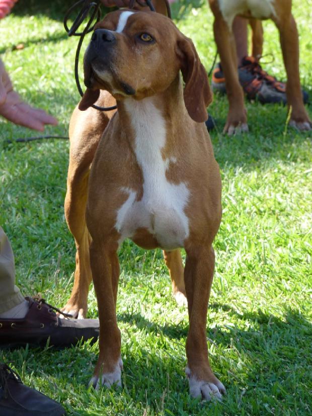 Perdigueiro Português