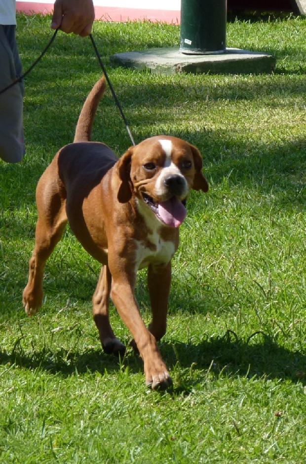 Perdigueiro Português