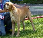 Cães