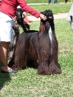 Cães