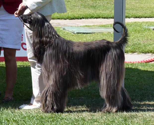 Galgo Afegão
