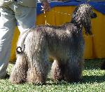 Cães