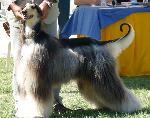 Cães