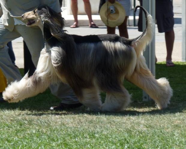 Galgo Afegão