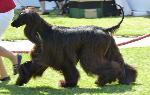 Cães