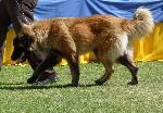 Cães