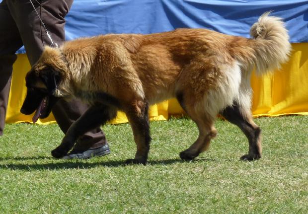 Cão da Serra da Estrela