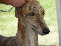 Galgo Espanhol