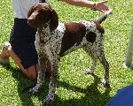 Cães