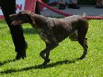 Cães