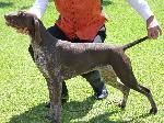 Cães