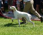 Cães