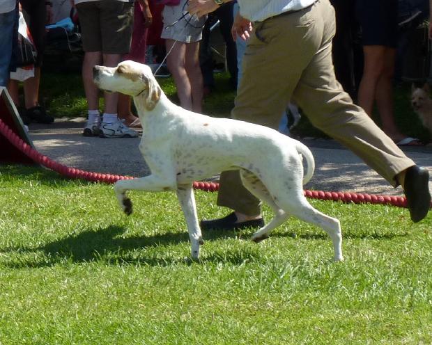 Pointer
