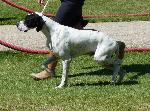 Cães