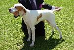 Cães
